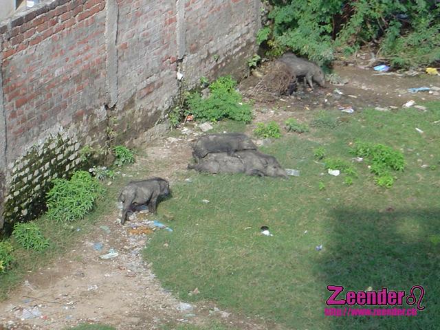 DSC04436.JPG